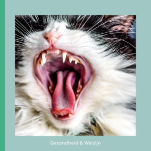 Maand van het gebit - aandacht voor het gebit van katten