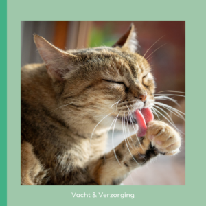 Tips voorjaar vachtverzorging kat