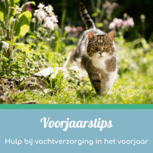 Voorjaarstips vachtverzorging kat