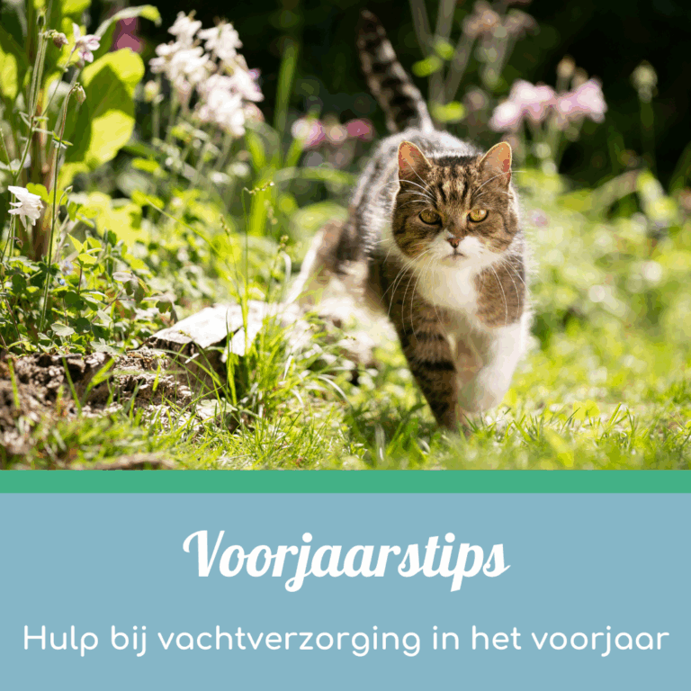 Voorjaarstips vachtverzorging kat
