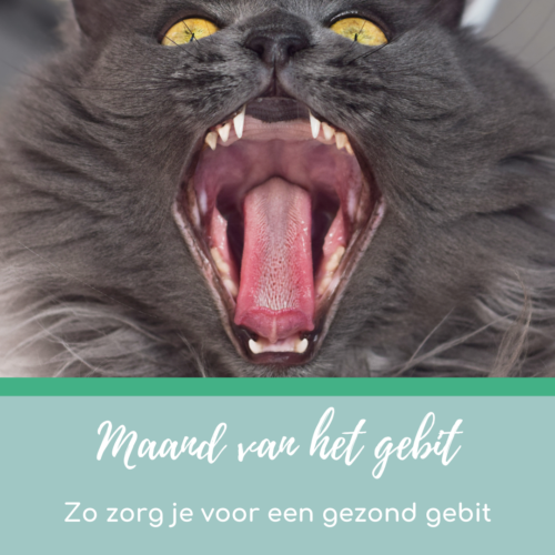 Februari - maand van het gebit