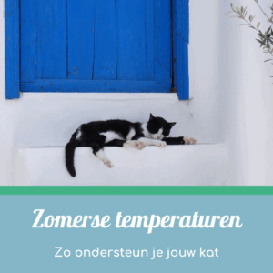 Zomerse temperaturen, help jouw kat tijdens de hitte
