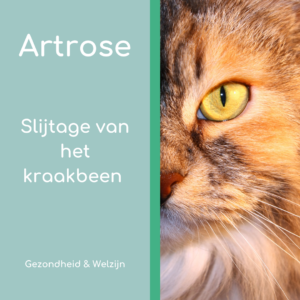 Maand van de oudere kat