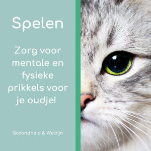 Maand van de oudere kat