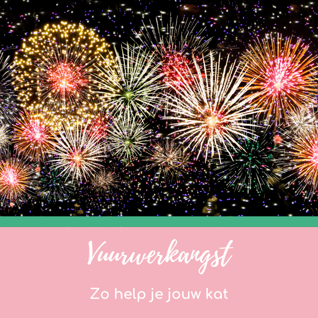 Vuurwerkangst bij katten