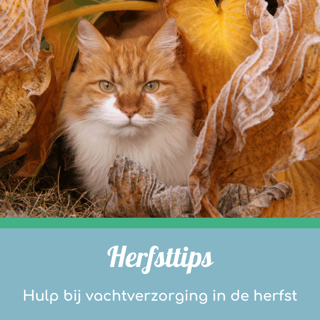 Hulp bij vachtverzorging van jouw kat in de herfst