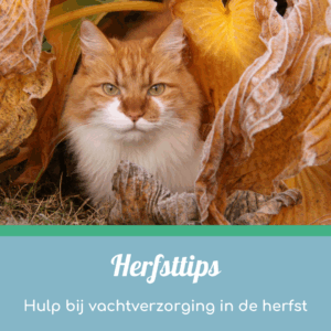Hulp bij vachtverzorging van jouw kat in de herfst