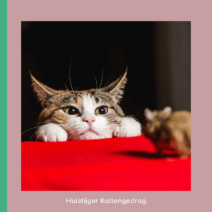 Kat op jacht