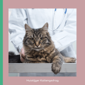 Naar de dierenarts bij gedragsproblemen kat
