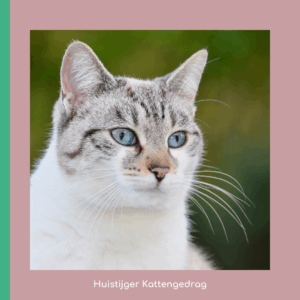 Gedragscoach voor katten