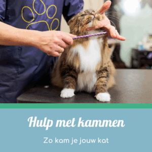 Hulp met het kammen van jouw kat