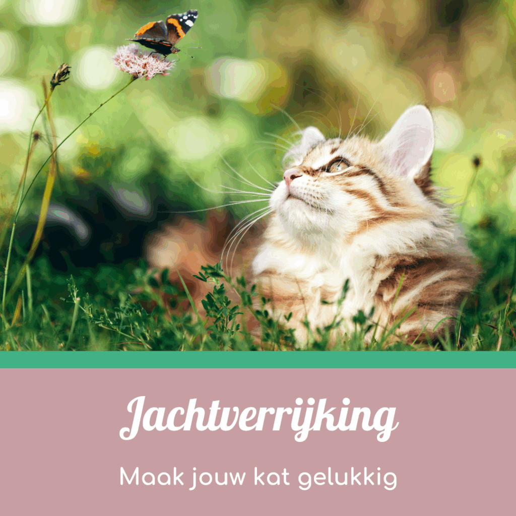Blog jachtverrijking voor katten