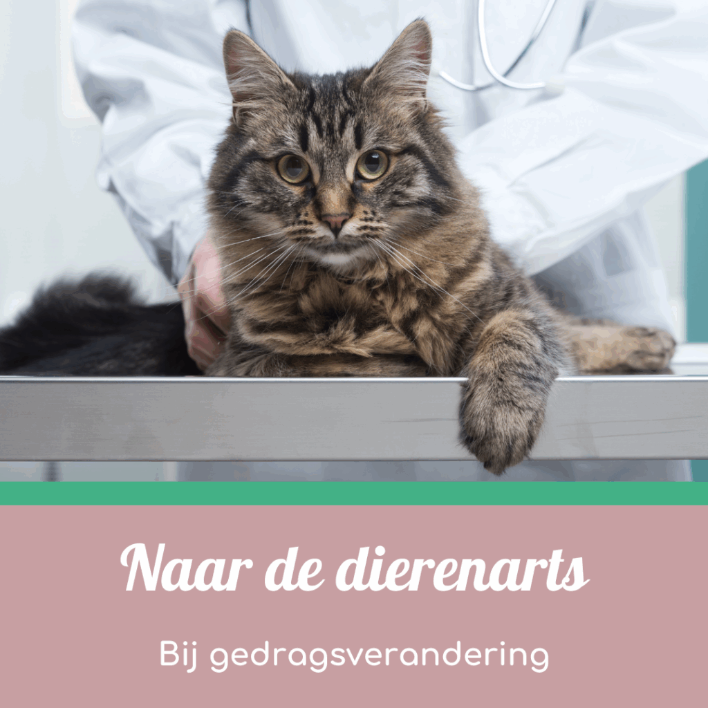 Naar de dierenarts bij gedragsverandering van jouw kat