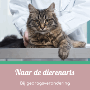 Naar de dierenarts bij gedragsverandering van jouw kat