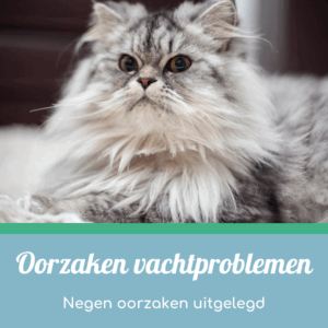 oorzaken vachtproblemen bij katten