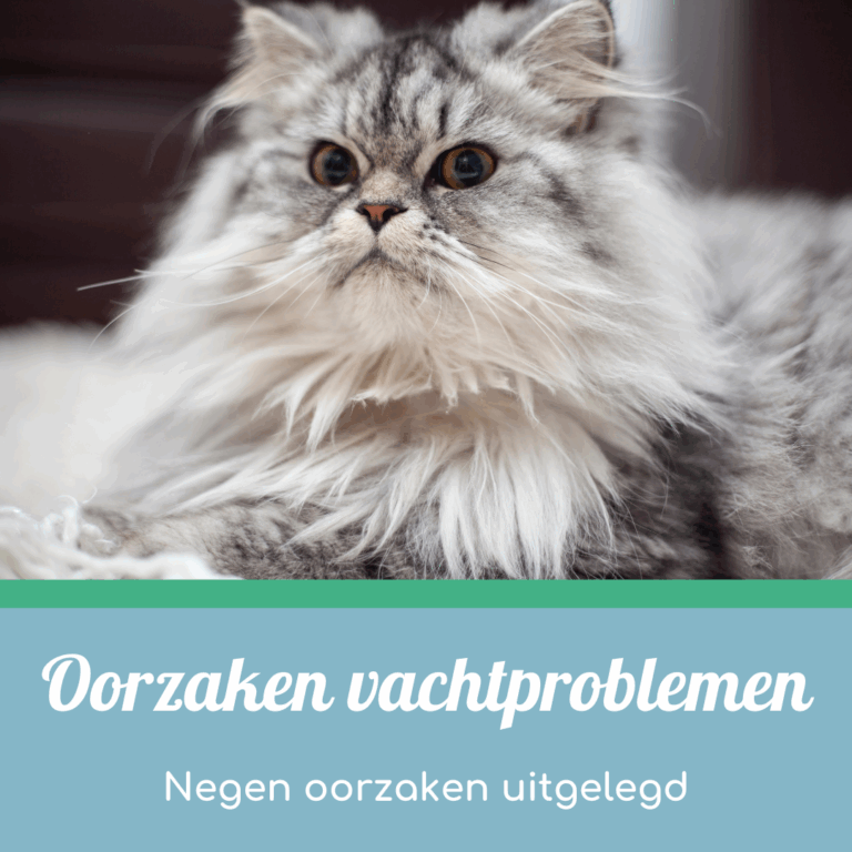 oorzaken vachtproblemen bij katten