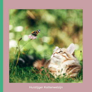 Jachtverrijking voor katten